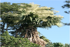 Corypha umbraculifera